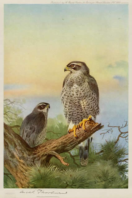 Archibald Thorburn Goshawk